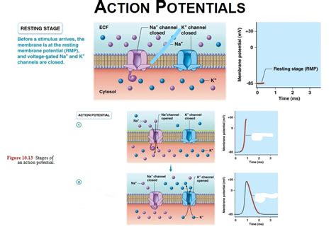 Stages of An Action Potential Diagram | Quizlet