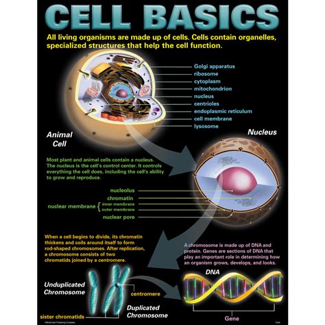 Cells Poster Set - TCRP127 | Teacher Created Resources