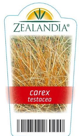 Carex Testacea | Zealandia Horticulture