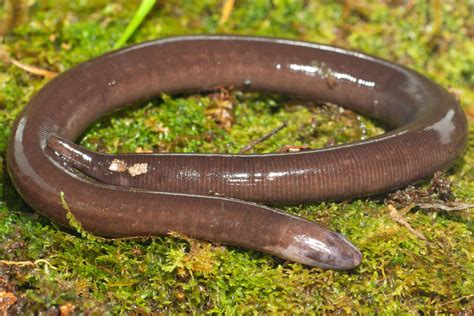 Caecilians, the Snake-Like Amphibians