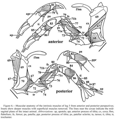 Muscular anatomy of the intrinsic muscles of leg 5 from anterior and posterior perspectives ...