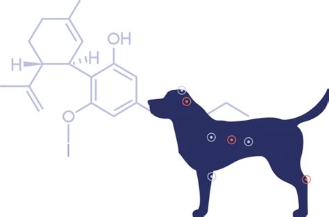 Metronidazole for Dogs: How It works, Usage, Safety & Side Effects