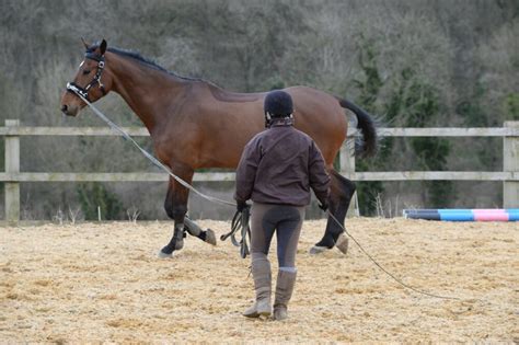 Horse lunging equipment: essential kit and useful training aids - Your ...