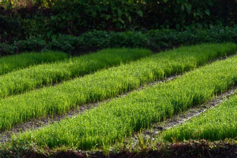 Plantation crops roses stock image. Image of organic - 31062457