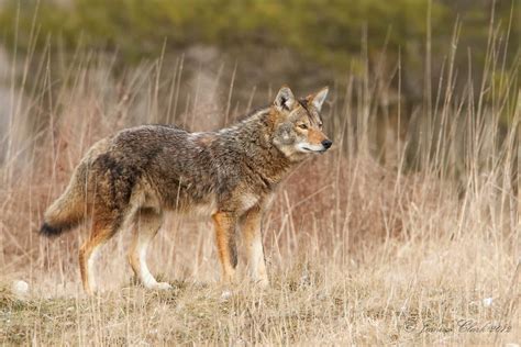 Eastern Coyote | Taken at Brecksville Reservation, Ohio | Joshua Clark ...