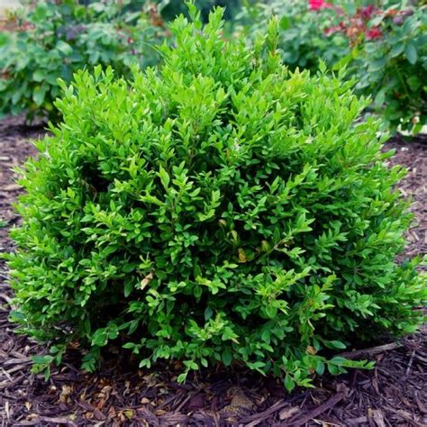 Green Velvet Boxwood (Buxus x 'Green Velvet') - Lush, Evergreen Foliage ...