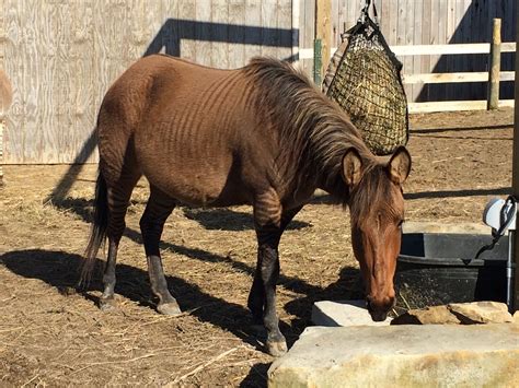 @Oughton Limited here's a picture of the Zorse I was talking about. | Zorse, Picture, Horses