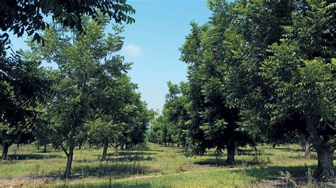 Pecan nut farming: high cost, big returns