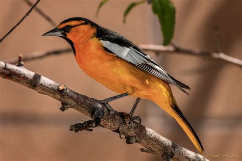 All About Bullock's Orioles and How to Attract Them to Your Yard ...