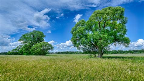 Field And Green Trees With Blue Sky And Clouds Background During Summer ...