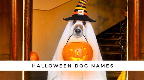 180 Halloween Dog Names - A Monster List of Names for Your Fur Baby 180 Halloween Dog Names ...