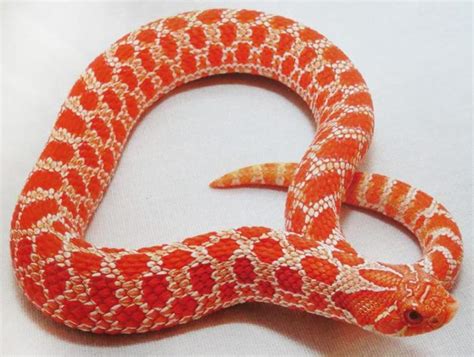 10 Stunning Western Hognose Snake Morphs - ReptileWorldFacts