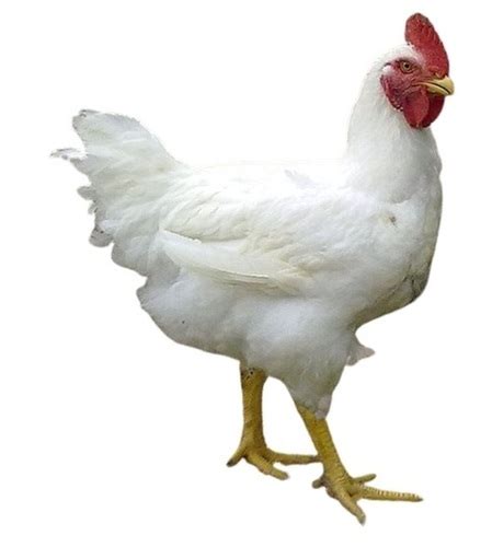 3 Kg White Broiler Breed Female Live Chicken For Poultry Farming at ...