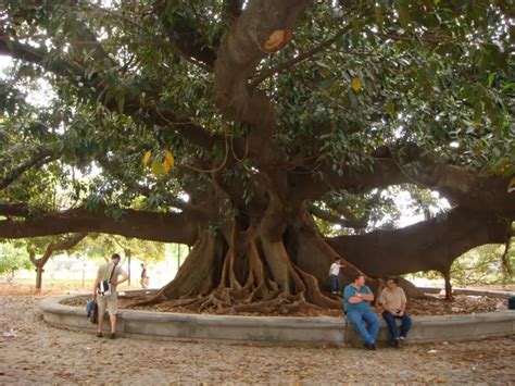 ¿Por qué el ombú es el árbol nacional de Argentina?