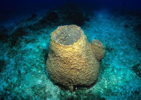 Giant barrel sponge - Alchetron, The Free Social Encyclopedia