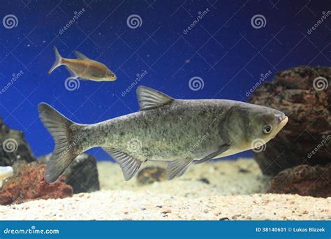 Silver carp stock image. Image of hypophthalmichthys - 38140601