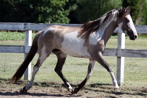 17 Best images about Horse Color Ref - paint/pinto on Pinterest | Spanish, Horses for sale and ...