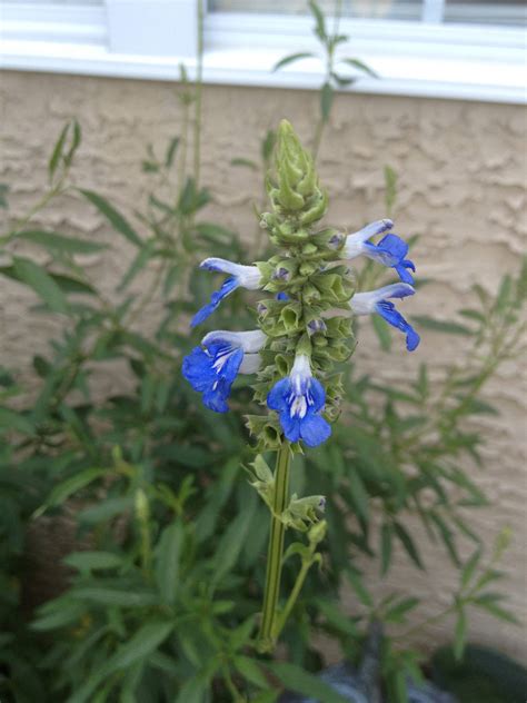 Is this Salvia Divinorum? - The Ethnobotanical Garden - Shroomery Message Board