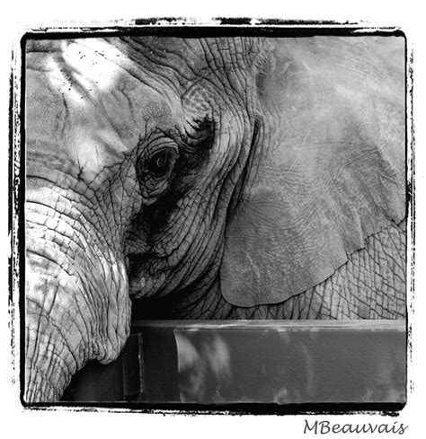 Edmonton Valley Zoo - Lucy the Elephant - Nature - Photo.net