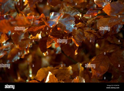 Beech hedge in winter coat Stock Photo - Alamy