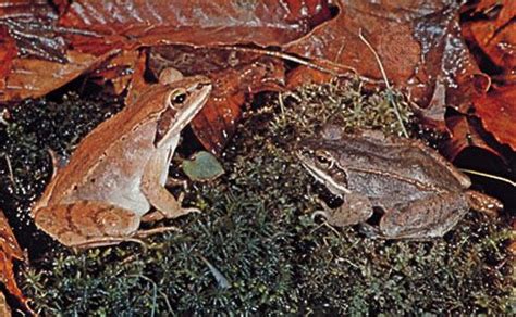 Wood Frog Life Cycle