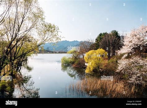 Spring of Seoul grand park in Gwacheon, Korea Stock Photo - Alamy