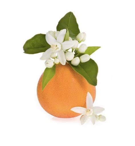 Get to Know Florida's State Flower – The Orange Blossom