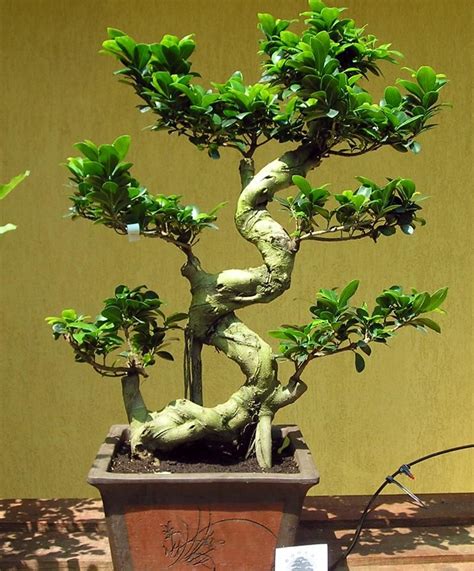 FICUS GINSENG bonsai | บอนไซ