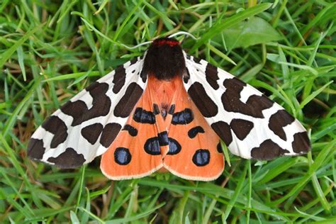 UK moths: Nine of the most colourful and distinctive | Natural History Museum