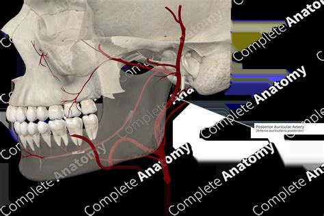 Posterior Auricular Artery | Complete Anatomy