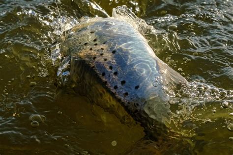 Sunset Fishing in Mobile Bay, Alabama — Tailspotting Adventures