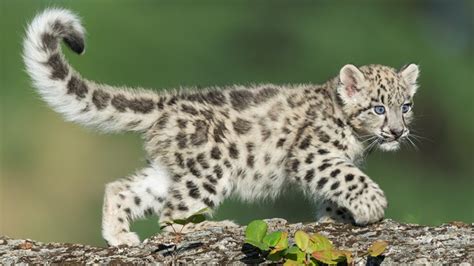 Cuteness alert: A pair of snow leopard cubs have graduated from physical therapy | wtsp.com