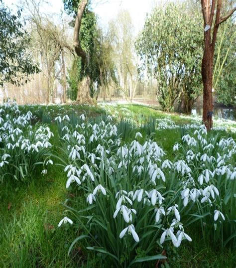 Snowdrop walks in Buckinghamshire – Buckinghamshire Gardens Trust