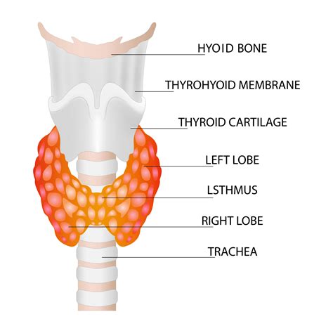 Thyroid Gland Anatomy