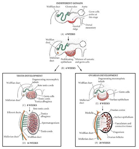 Embryology Of Female External Genitalia Vulva Diagram