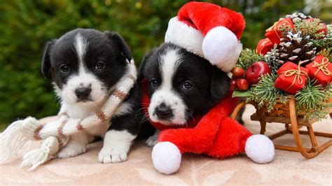 Pet Puppy With Santa Hat Near Christmas Gifts Ornaments HD Animals Wallpapers | HD Wallpapers ...