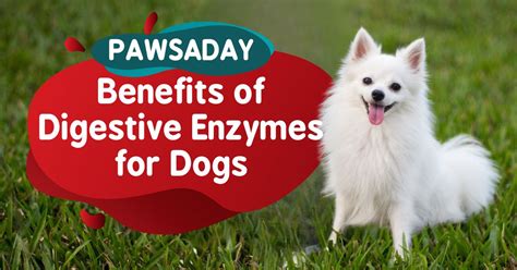 Benefits of Digestive Enzymes for Dogs - pawsaday.com