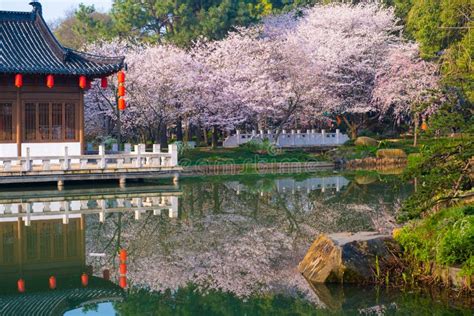 Spring Scenery of East Lake Cherry Blossom Garden in Wuhan, Hubei ...