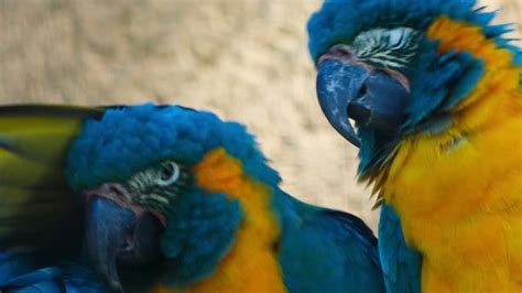 "Blue-Throated Macaw" Images – Browse 437 Stock Photos, Vectors, and ...