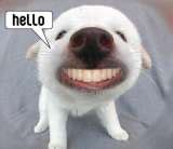 Hello Funny Dog Teeth :: Hello! :: MyNiceProfile.com