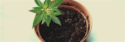 Types Of Containers For Growing Weed - RQS Blog