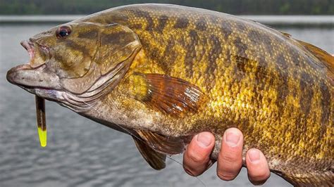 What Makes These Spots Great For Catching Smallmouth Bass In Door ...