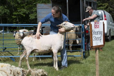 Can you be your own sheep shearer? | Hello Homestead