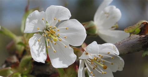 How to Identify a Wild Cherry Tree | A Guide from TCV