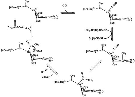 What Is Acetyl Coa