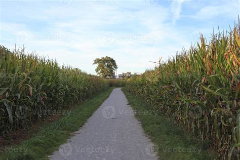 corn field 776827 Stock Photo at Vecteezy