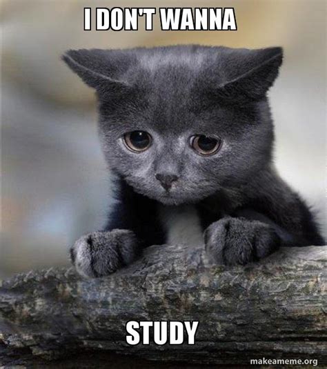 I don't wanna Study - Confession Cat Meme Generator