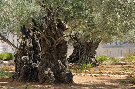 How Old are the Olive Trees in the Garden of Gethsemane? — Ray Downing