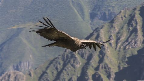 Condors in Colca Canyon - Peru - Blog about interesting places