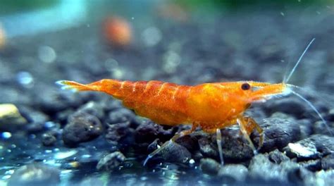 20 Common and Rare Neocaridina Shrimp Colors - The Aquarium Keeper